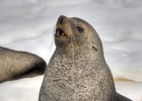 Antarctica, fur-seal