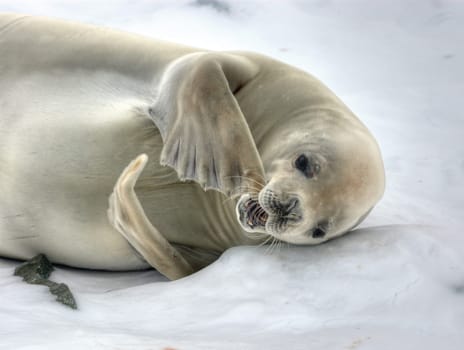 Crabeater Seal loosing the fur at antarctica