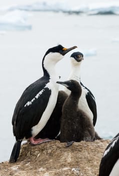 Two Antarctic blue-eyed cormorant sitting on a rock