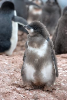 Penguin on the stone coast of Antarctica
