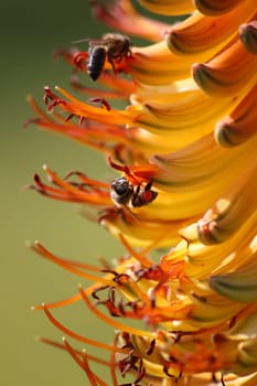 Close up of a bee collecting pollen on an aloe flower