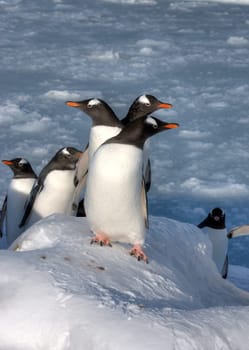 Lots of penguins standing on rocks