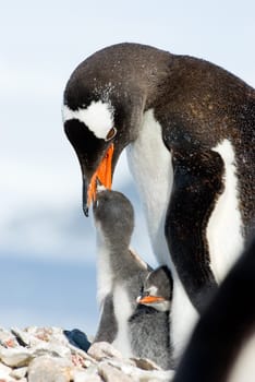 Penguin Mother and her two Children in Antarctica