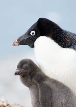 Penguin Mother and her two Children in Antarctica