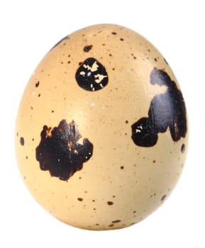 Only single light-brown egg of quail. Isolated on white background. Close-up. Studio photography.