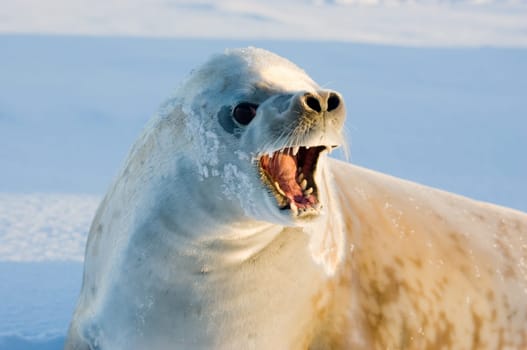 Crabeater Seal loosing the fur at antarctica