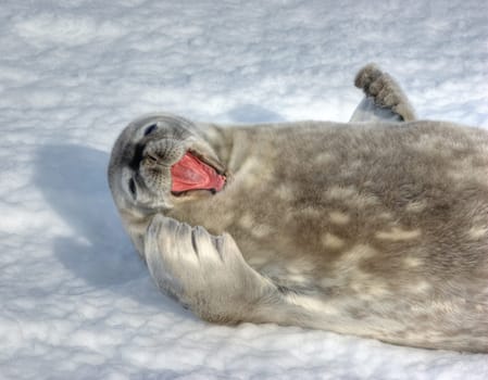 The grey seal Weddell has a rest in Antarctica