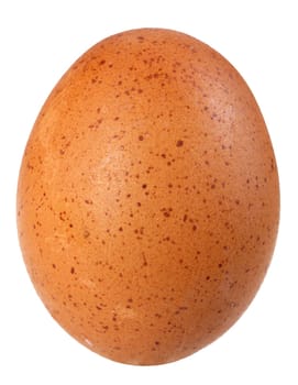 Only single brown bird egg. Isolated on white background. Close-up. Studio photography.