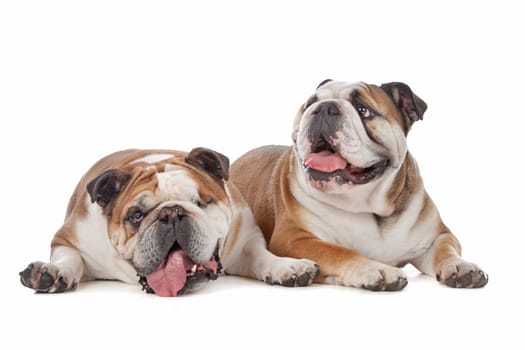 two English bulldogs in front of a white background