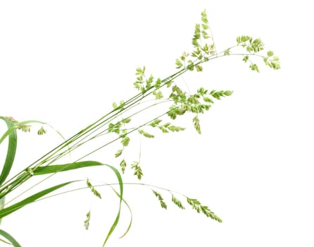 White background with single branch of green grass. Close-up. Studio photography.