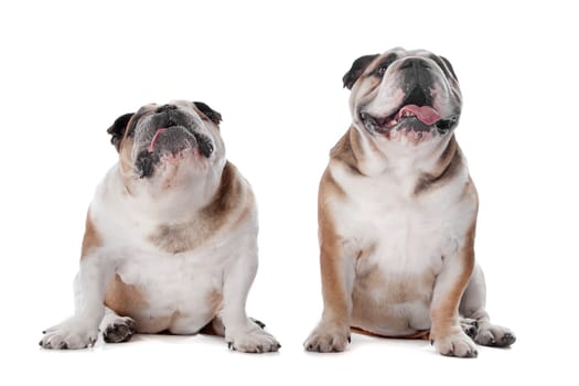 two English bulldogs in front of a white background