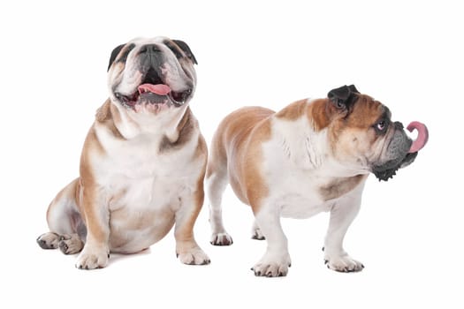 two English bulldogs in front of a white background