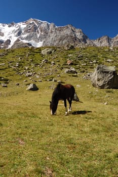 Grazing horse at mountain pasture, Monte Rosa in background