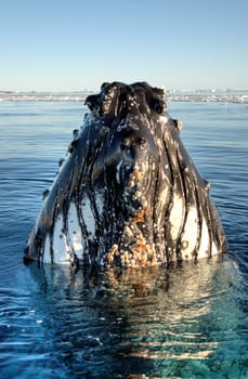 whale close to iceberg in Antarctica