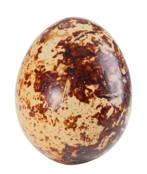 Only single light-brown egg of quail. Isolated on white background. Close-up. Studio photography.