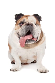 English bulldog in front of a white background