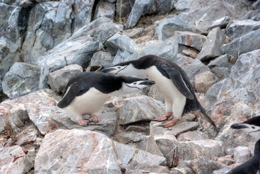 Lots of penguins standing on rocks
