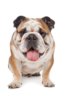 English bulldog in front of a white background