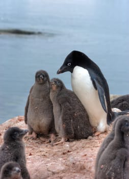 Lots of penguins standing on rocks