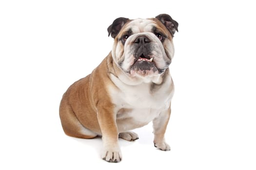 English bulldog in front of a white background