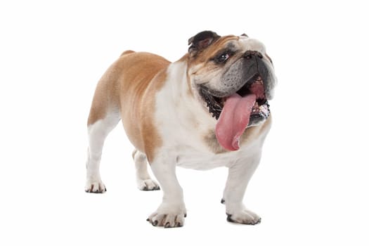 English bulldog in front of a white background