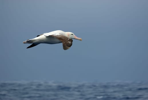 Wandering albatross in flight over the ocean.