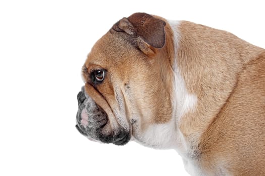 English bulldog in front of a white background