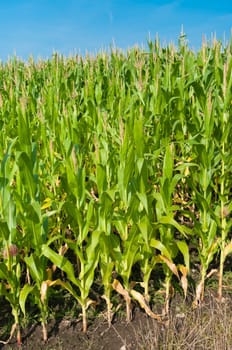 beautiful green maize field under a blue sky