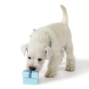 white puppy and gift box on white background