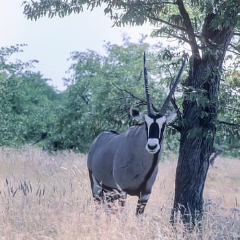 Gemsbok, (Oryx gazella), Africa, Namibia, Oshikoto, Etosha National Park.