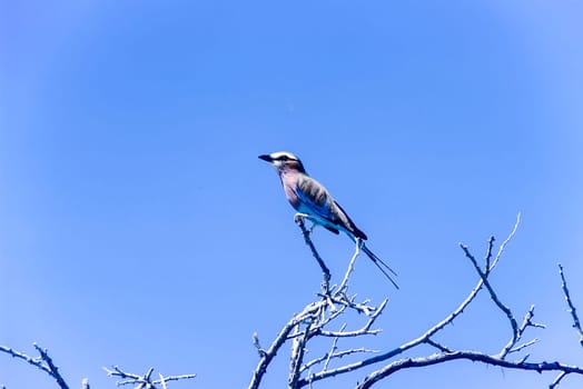Lilacbreasted Roller, (Coracias caudata), Africa, Namibia, Oshikoto, Etosha National Park