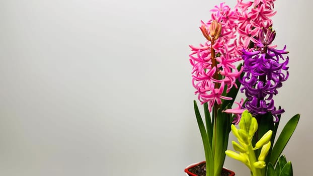 bouquet of multicolored hyacinths on a white background mz