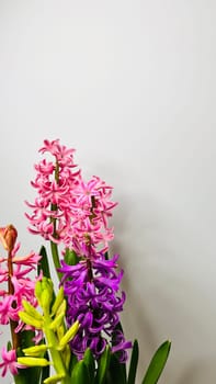 bouquet of multicolored hyacinths on a white background mz