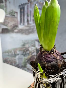 ready-to-plant indoor bulbous hyacinth flower close-up with roots