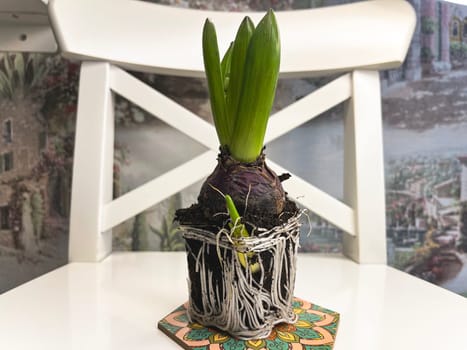 ready-to-plant indoor bulbous hyacinth flower close-up with roots