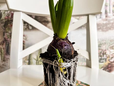 ready-to-plant indoor bulbous hyacinth flower close-up with roots