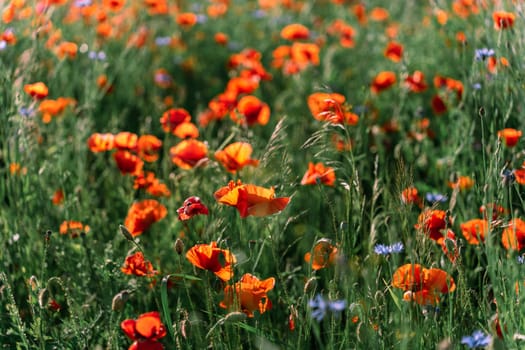 Poppy field in the midst of flowering in early summer in sunlight. Poppy or Papaver or common poppy or corn poppy.