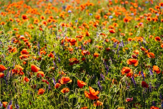 Meadow of Papaver rhoeas, with other names common poppy,corn poppy, corn rose, field poppy, and red poppy in sunlight.