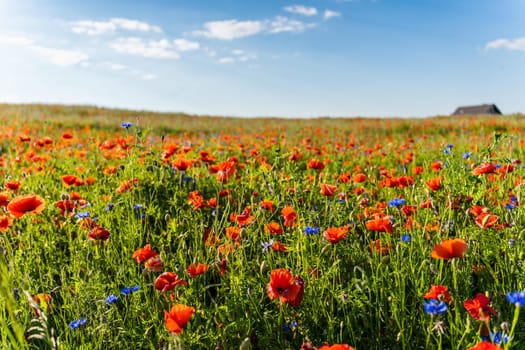 Meadow of flowering red field poppies in early summer.