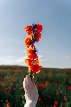 A female hand holds a woven bundle of wildflowers in a poppy field. Red poppies and blue cornflowers in a woman's hand.