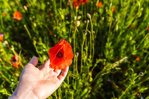 A woman's hand holds a bud of red field poppy in a poppy field.