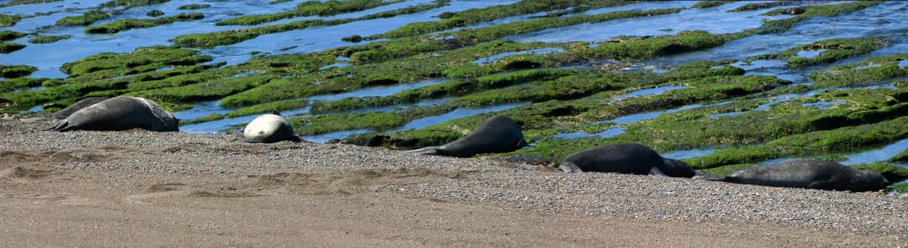 sea elephants in Patagonia - National Park Valdez