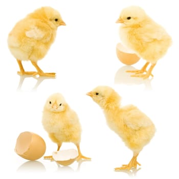 Four little yellow chickens isolated with a bit of reflection