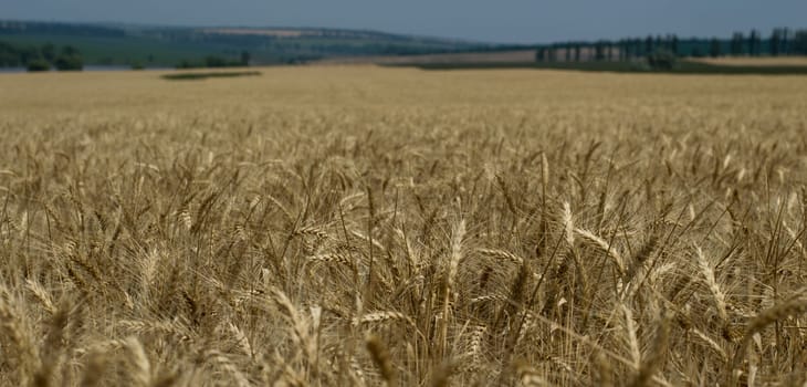 the wheat field to shoot not in focus, a subject of an agrikultur