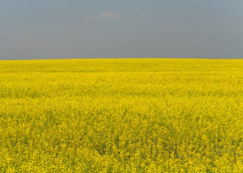 Bright canola field landscape with a smokey sky.