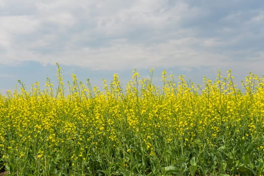 Landscape of golden canola under a smokey blue cloudy sky.
