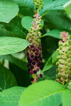Indian kermesberry,close-up of the tropical fruit
