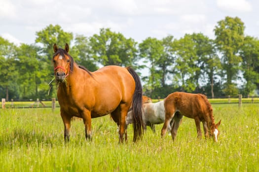 horses on a spring pasture, Lower Rhine Region, Germany