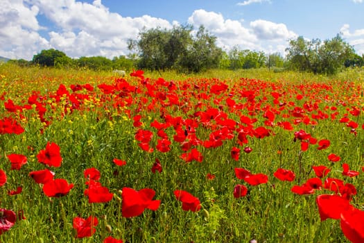 spring in Tuscany, landscape with poppies