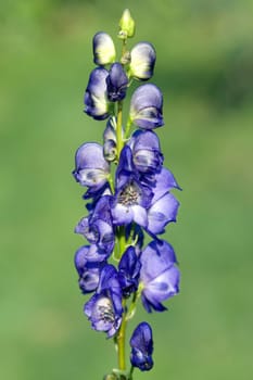 Eisenhut  Aconitium  Napellus